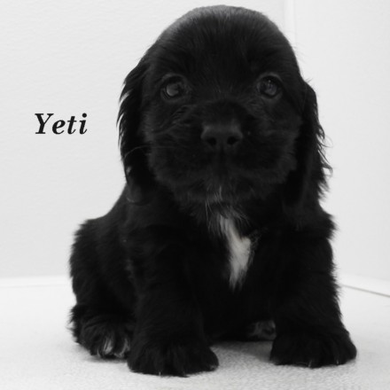 puppy, for, sale, Cocker Spaniel, Joe & Cherri  Overlease, dog, breeder, Miller, MO, dog-breeder, puppy-for-sale, forsale, nearby, find, puppyfind, locator, puppylocator, aca